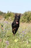 BEAUCERON 174